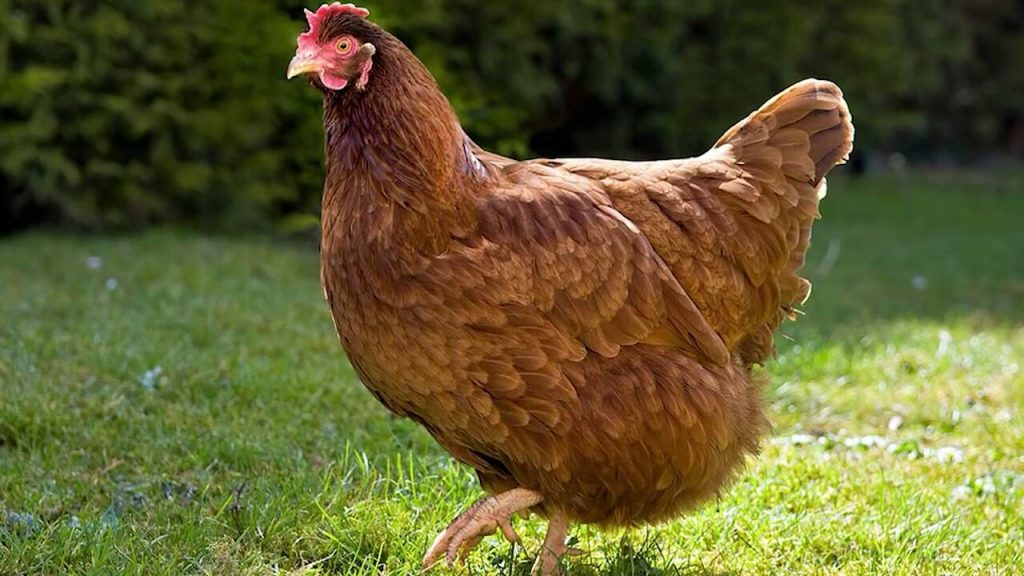 Hewan Peliharaan Paling Kaya Di Dunia Dengan Asset Mencapai