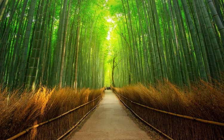 Wisata Terfavorit Di Jepang - Arashiyama