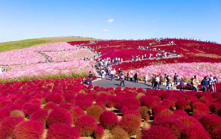 Wisata Terfavorit Di Jepang - Hitachi Seaside Park, Kochia