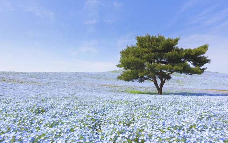 Wisata Terfavorit Di Jepang - Hitachi Seaside Park