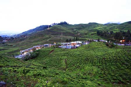 Tempat Camping Terbaik Di Bogor - Agrowisata Gunung Mas