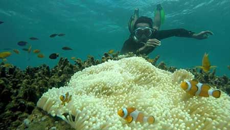 Tempat Wisata Di Banyuwangi - Bangsring Underwater