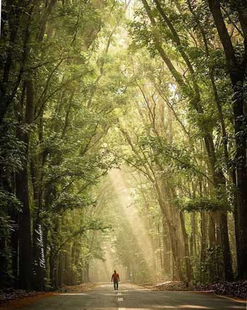 Tempat Wisata Di Banyuwangi - Taman Nasional Alas Purwo