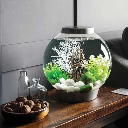 Inspirasi Aquarium Yang Bagus Dan Keren