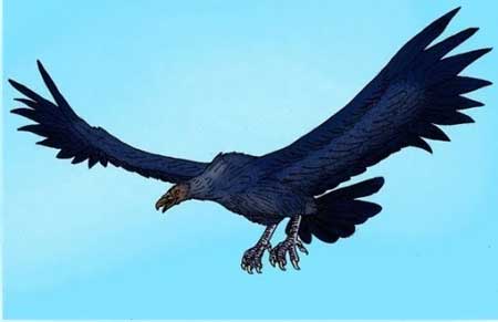 Fakta-Seputar-Argentavis-Magnificens