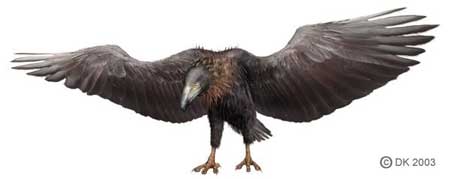 Fakta-Seputar-Argentavis-Magnificens