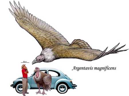 Fakta-Seputar-Argentavis-Magnificens