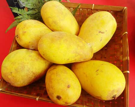 Jenis Buah Mangga Paling Enak Di Indonesia - Mangga Chokanan