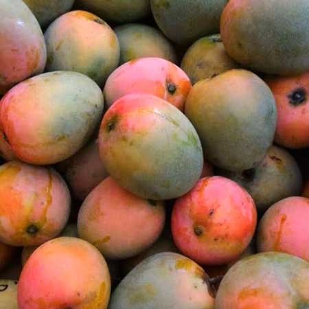 Jenis Buah Mangga Paling Enak Di Indonesia - Mangga Gedong Gincu