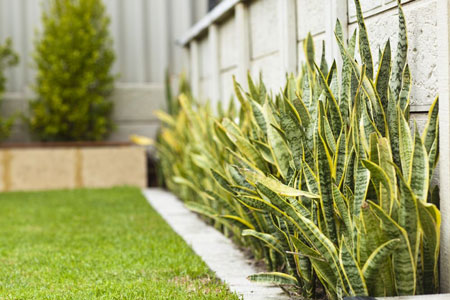 Berbagai Jenis Tanaman Pembawa Keberuntungan - Tanaman Lidah Mertua (Snake Plant/Sansevieria trifasciata)