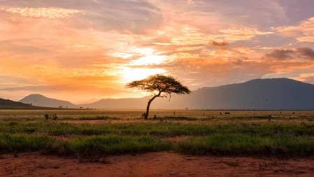 Tempat Melihat Sunrise Terbaik Di Indonesia - Savana Bekol, Situbondo