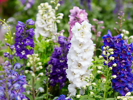 jenis bunga yang cocok dengan zodiak - Cancer - Mawar Putih, Larkspur/Delphinium, Acanthus