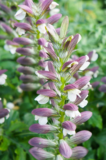 jenis bunga yang cocok dengan zodiak - Cancer - Mawar Putih, Larkspur/Delphinium, Acanthus