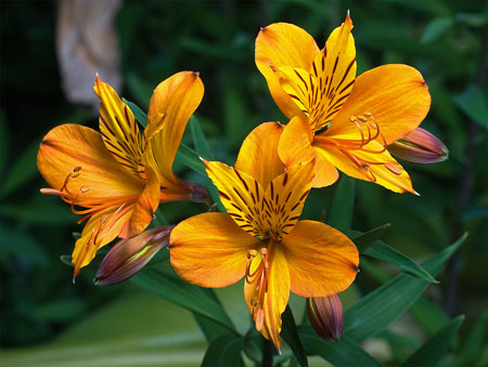 jenis bunga yang cocok dengan zodiak - Pisces - Bunga Teratai, Lili Peru/Alstroemeria