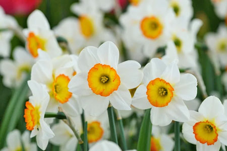 jenis bunga yang cocok dengan zodiak - Sagittarius - Anyelir/Carnation, Narcissus/Daffodil