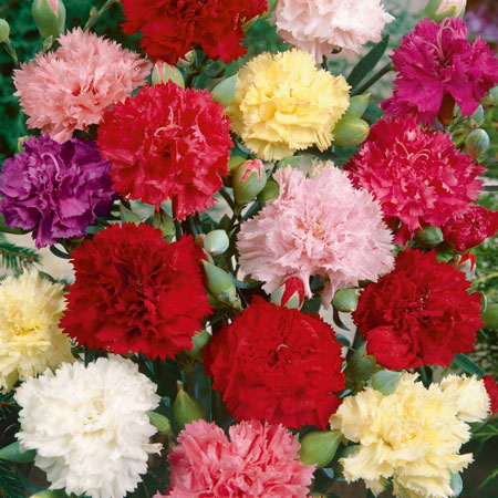 jenis bunga yang cocok dengan zodiak - Sagittarius - Anyelir/Carnation, Narcissus/Daffodil