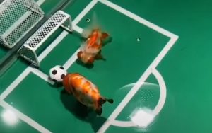 Ikan mas main sepakbola