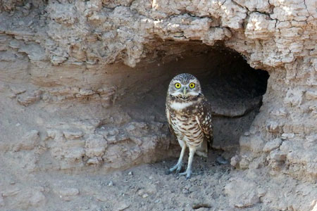 Jenis-Jenis Burung Hantu Di Dunia