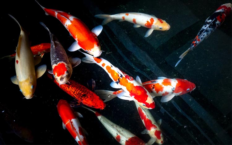 Jenis ikan koi dan harganya