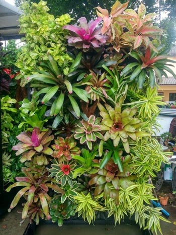 Tanaman Yang Cocok Untuk Vertical Garden