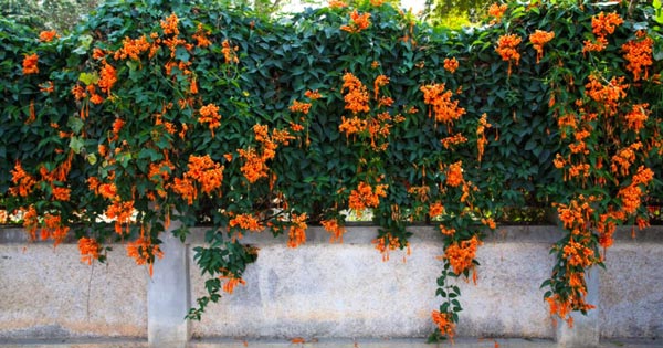 Tanaman Yang Cocok Untuk Vertical Garden