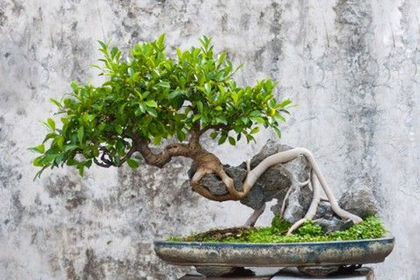 Inspirasi Bonsai dengan Bentuk yang Unik dan Estetik