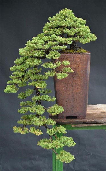 Inspirasi Bonsai dengan Bentuk yang Unik dan Estetik