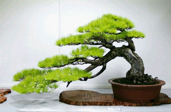 Inspirasi Bonsai dengan Bentuk yang Unik dan Estetik