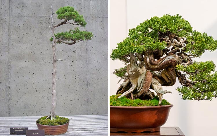 Bonsai dengan Bentuk yang Unik