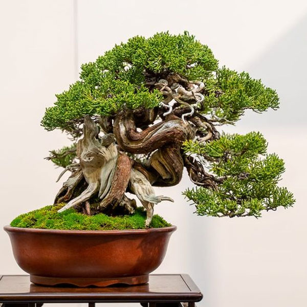 Inspirasi Bonsai dengan Bentuk yang Unik dan Estetik