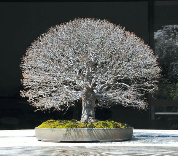 Inspirasi Bonsai dengan Bentuk yang Unik dan Estetik