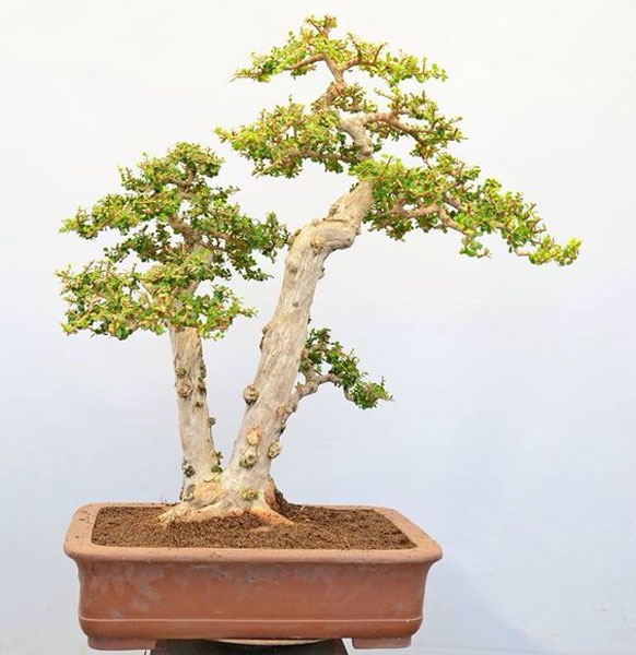 Inspirasi Bonsai dengan Bentuk yang Unik dan Estetik