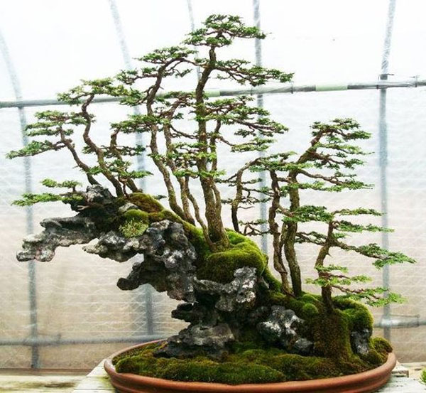 Inspirasi Bonsai dengan Bentuk yang Unik dan Estetik