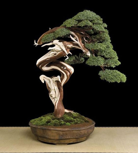 Inspirasi Bonsai dengan Bentuk yang Unik dan Estetik