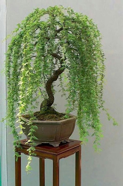 Inspirasi Bonsai dengan Bentuk yang Unik dan Estetik