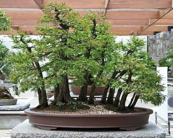 Inspirasi Bonsai dengan Bentuk yang Unik dan Estetik