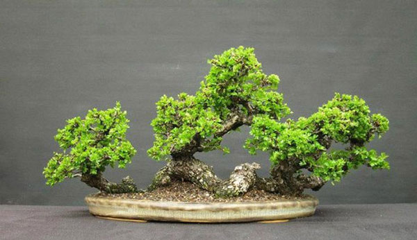 Inspirasi Bonsai dengan Bentuk yang Unik dan Estetik